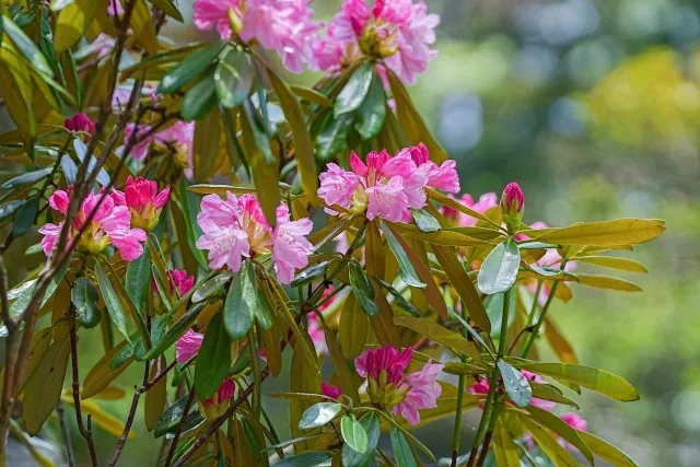 【植木・剪定】シャクナゲ