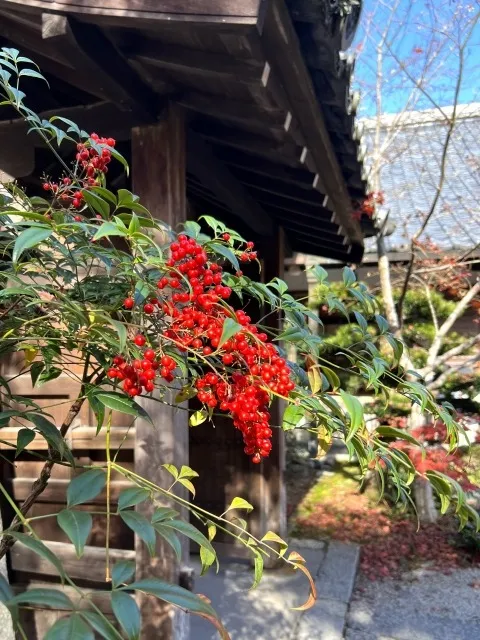 【植木・剪定】ナンテン