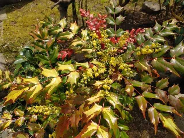 【植木・剪定】ヒイラギナンテン